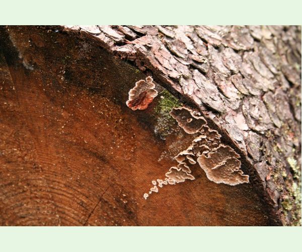 Pevník červenejúci