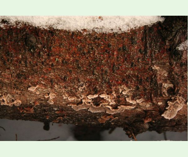 Pevník červenejúci