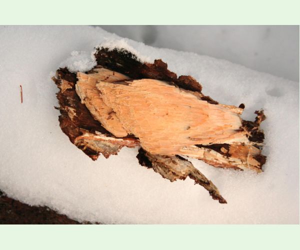 Pevník červenejúci