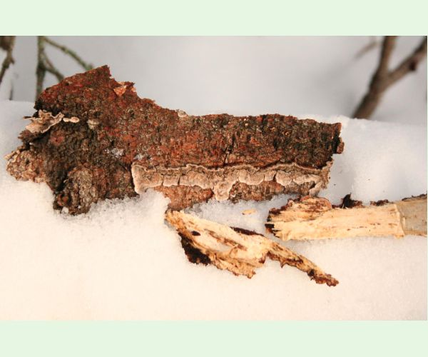 Pevník červenejúci