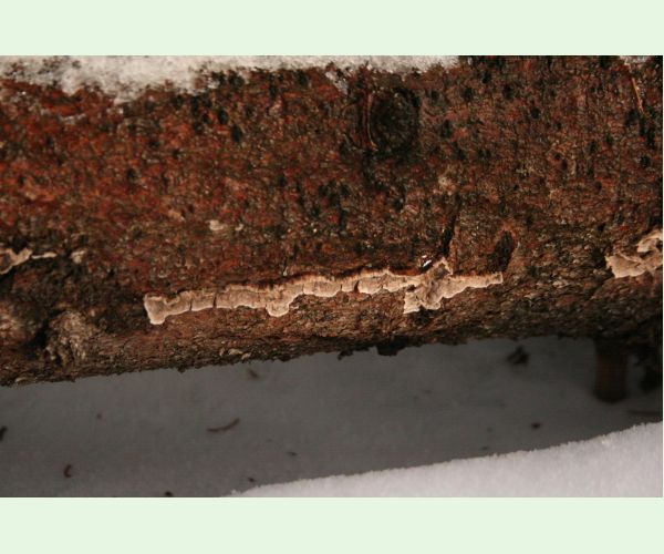 Pevník červenejúci