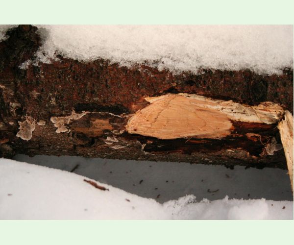 Pevník červenejúci