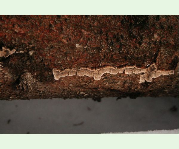 Pevník červenejúci