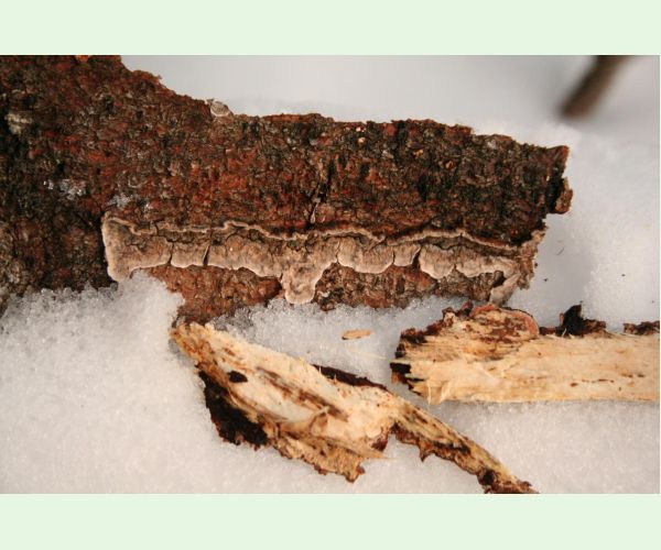 Pevník červenejúci