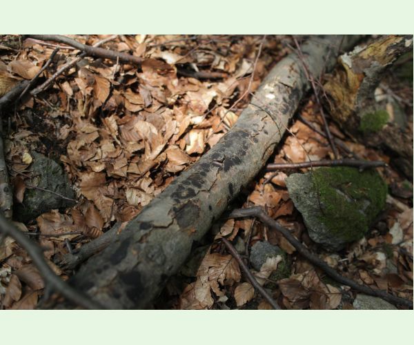 Peniazovček početný