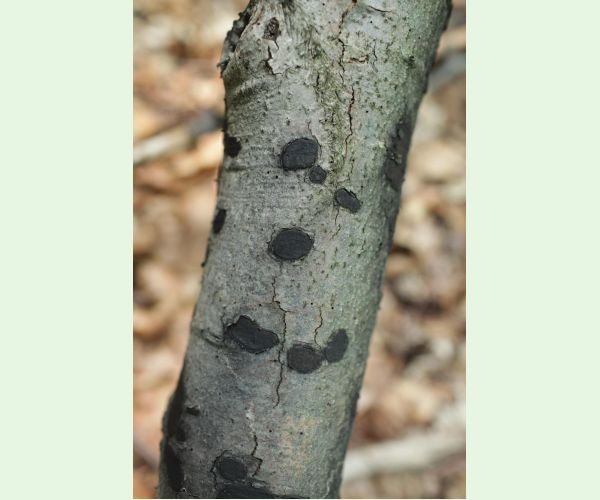 Peniazovček početný