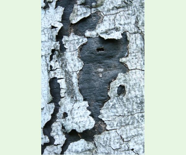 Peniazovček početný