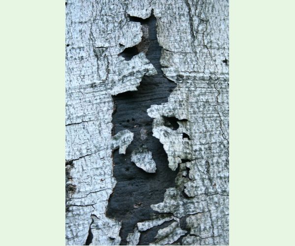 Peniazovček početný