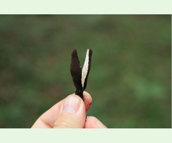 Drevnatec kyjakovitý