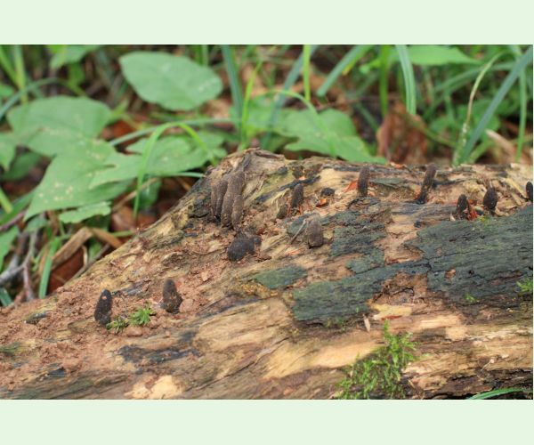 Drevnatec kyjakovitý