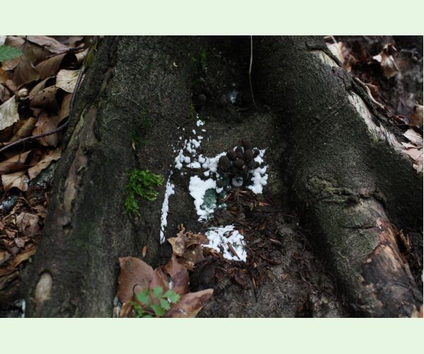 Drevnatec kyjakovitý