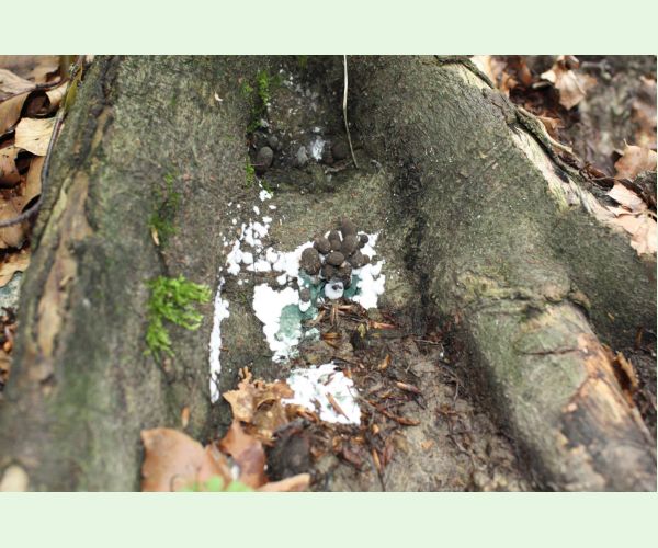 Drevnatec kyjakovitý