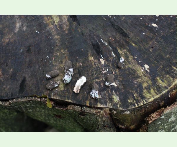 Drevnatec kyjakovitý