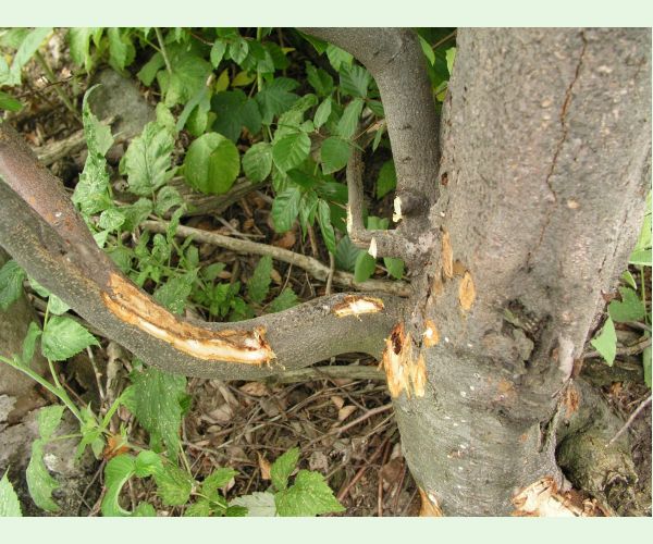 Drevnatec kyjakovitý