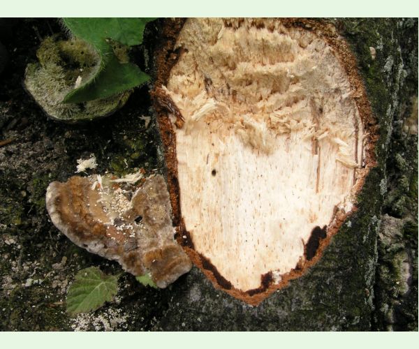 Drevnatec kyjakovitý