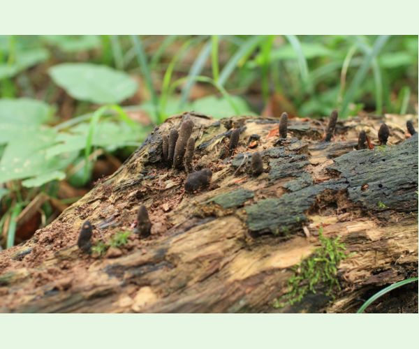 Drevnatec kyjakovitý