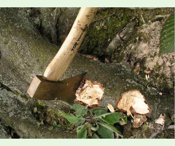 Drevnatec kyjakovitý