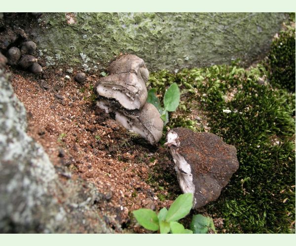 Drevnatec kyjakovitý