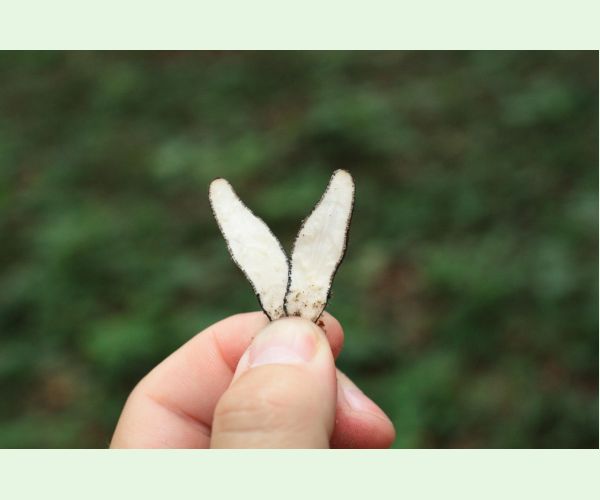 Drevnatec kyjakovitý