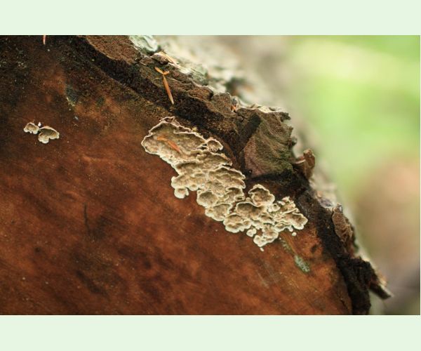 Pevník červenejúci