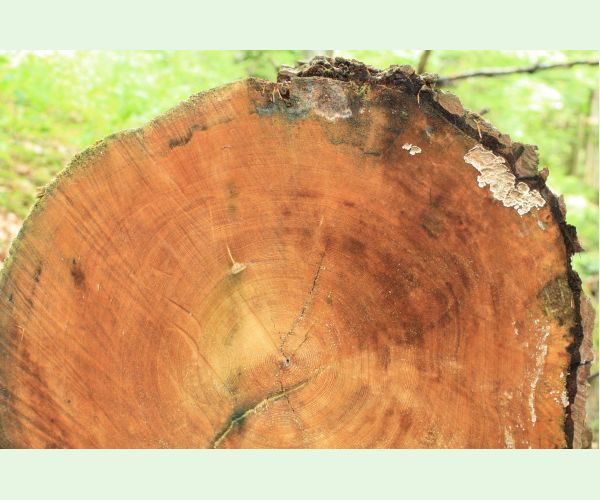 Pevník červenejúci