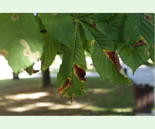 Antraknóza pagaštanová