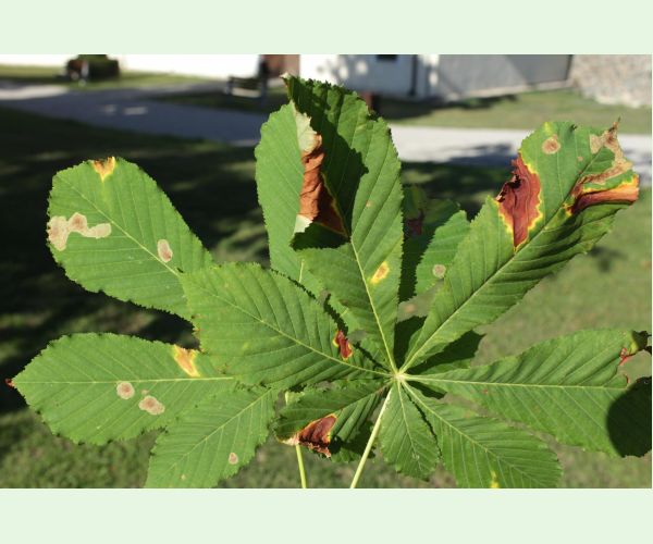 Antraknóza pagaštanová