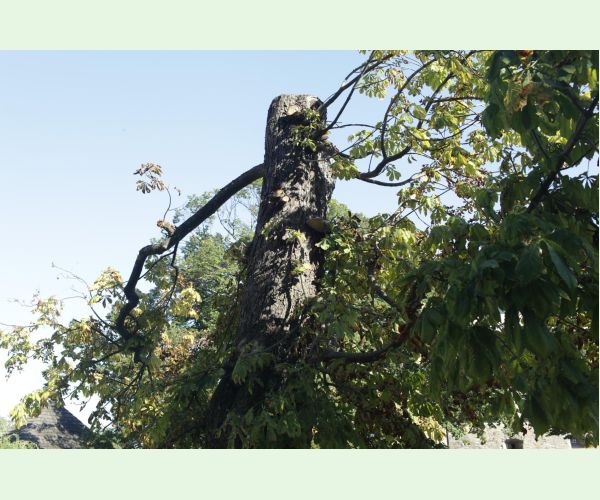 Antraknóza pagaštanová