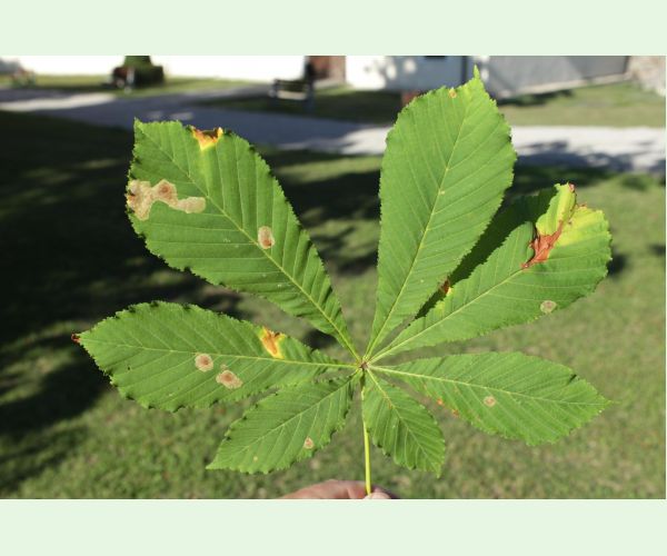 Antraknóza pagaštanová