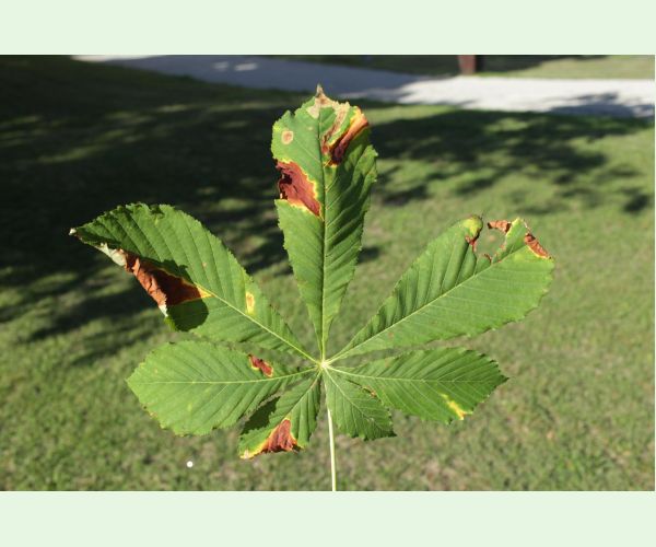 Antraknóza pagaštanová