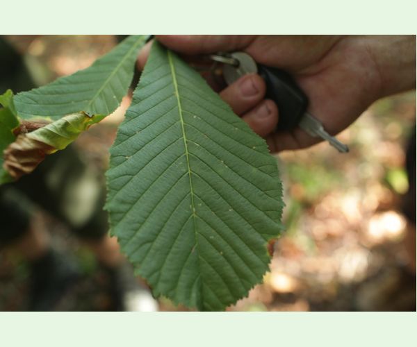 Antraknóza pagaštanová