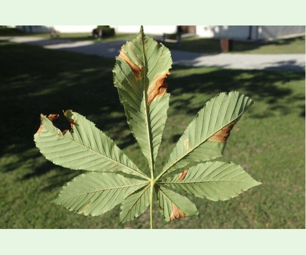 Antraknóza pagaštanová