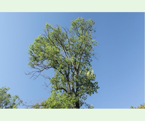 Antraknóza pagaštanová