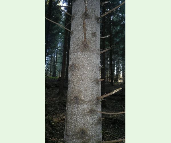 Kôrovnica jedľová