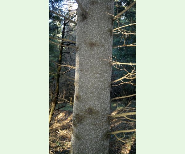 Kôrovnica jedľová