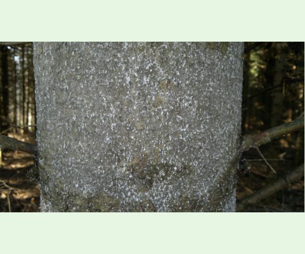 Kôrovnica jedľová