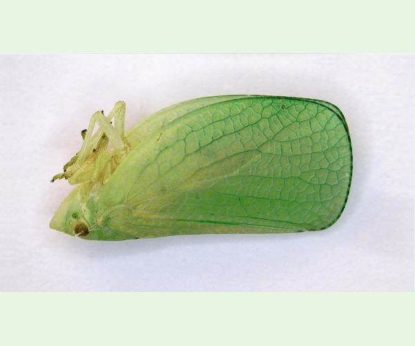 Cikádka Acanalonia conica