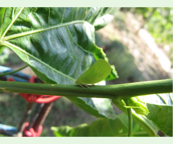 Cikádka Acanalonia conica