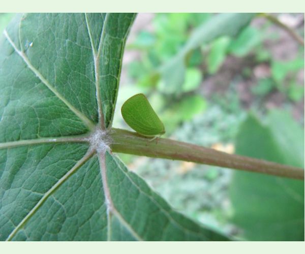 Cikádka Acanalonia conica