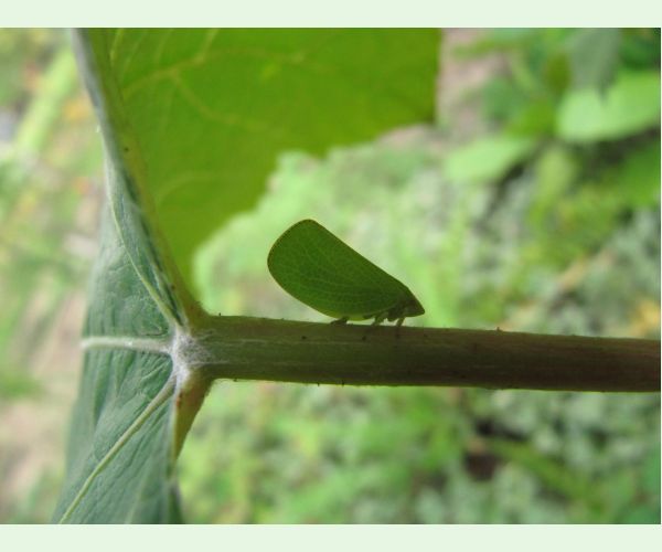 Cikádka Acanalonia conica