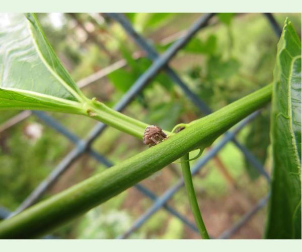 Cikádka Acanalonia conica