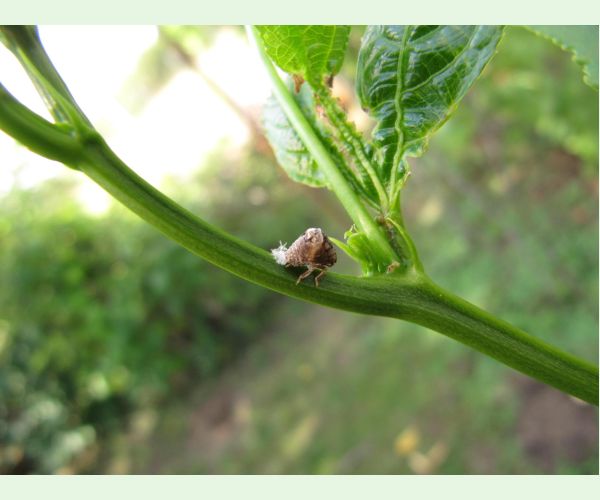 Cikádka Acanalonia conica