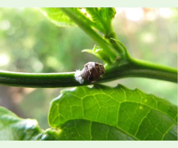 Cikádka Acanalonia conica