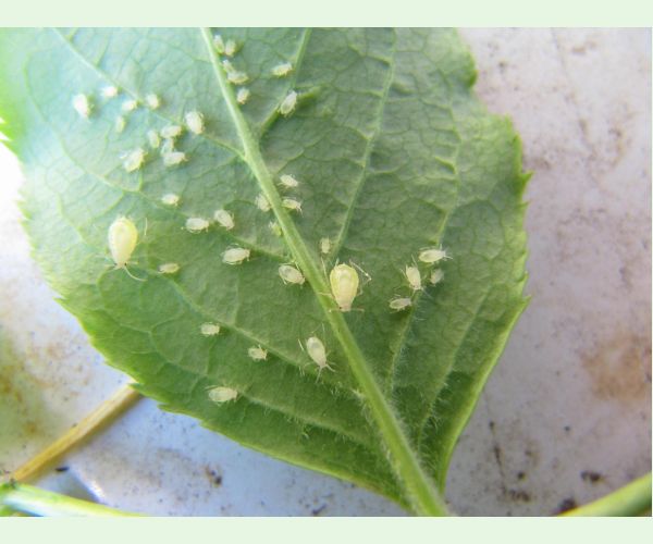 Voška Rhopalosiphoninus staphyleae