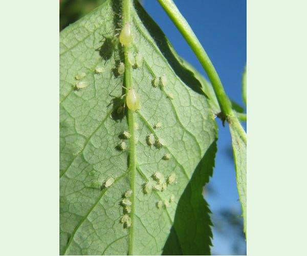 Voška Rhopalosiphoninus staphyleae