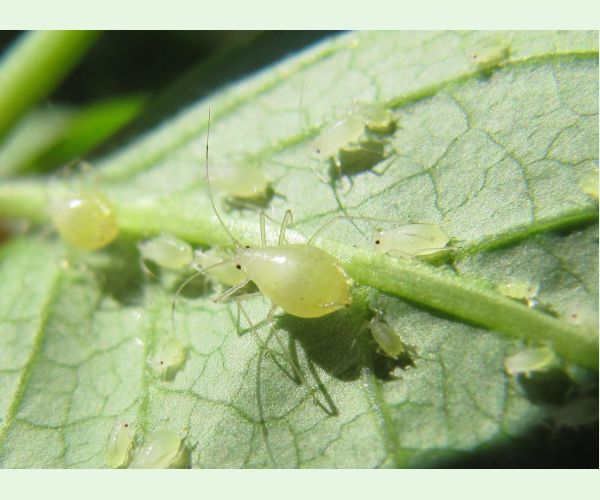 Voška Rhopalosiphoninus staphyleae