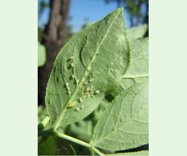 Voška Rhopalosiphoninus staphyleae