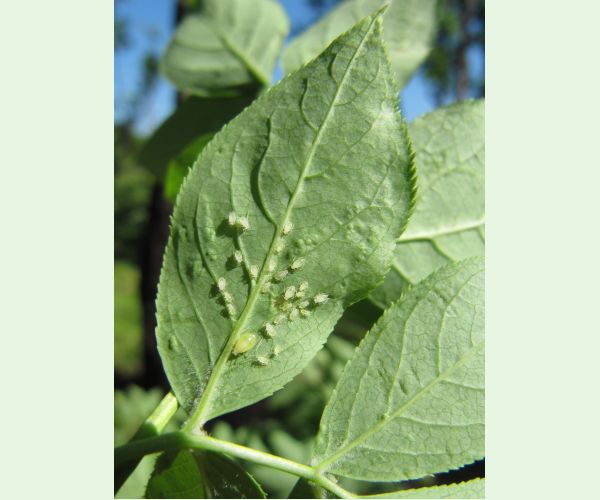 Voška Rhopalosiphoninus staphyleae