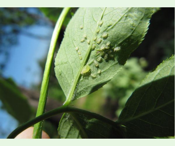 Voška Rhopalosiphoninus staphyleae