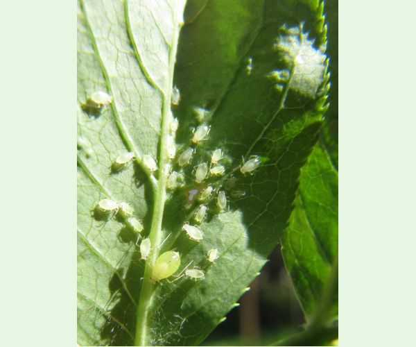 Voška Rhopalosiphoninus staphyleae